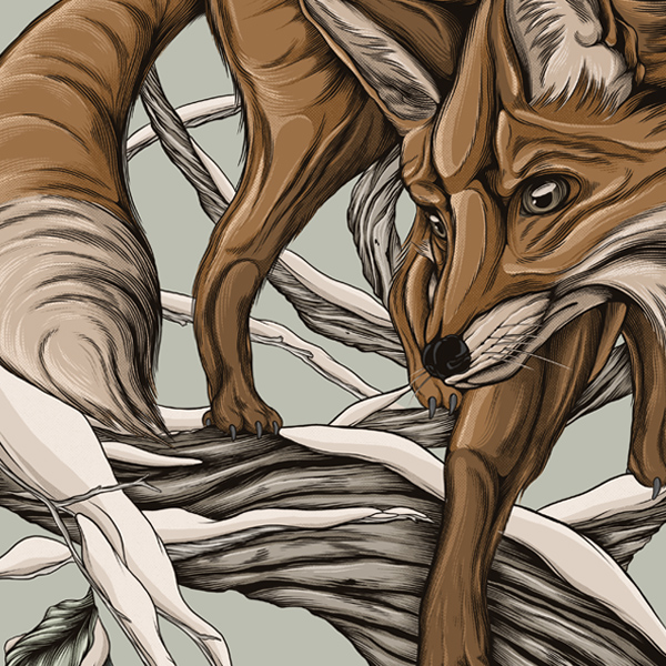 Mike Shankster - Armada Illustration - Fox